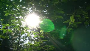 Download Free Video Stock Sunlight Crossing The Branches Of Trees Live Wallpaper