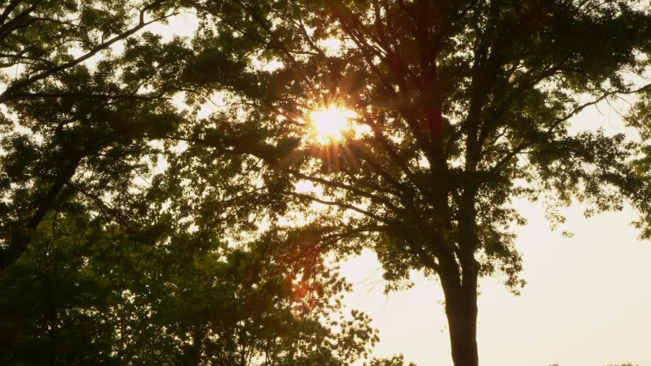 Download Free Video Stock Sunlight Through A Tree Live Wallpaper