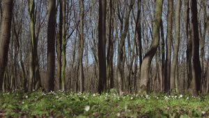 Download Free Video Stock Sunny Woods Full Of Trees In Spring Live Wallpaper