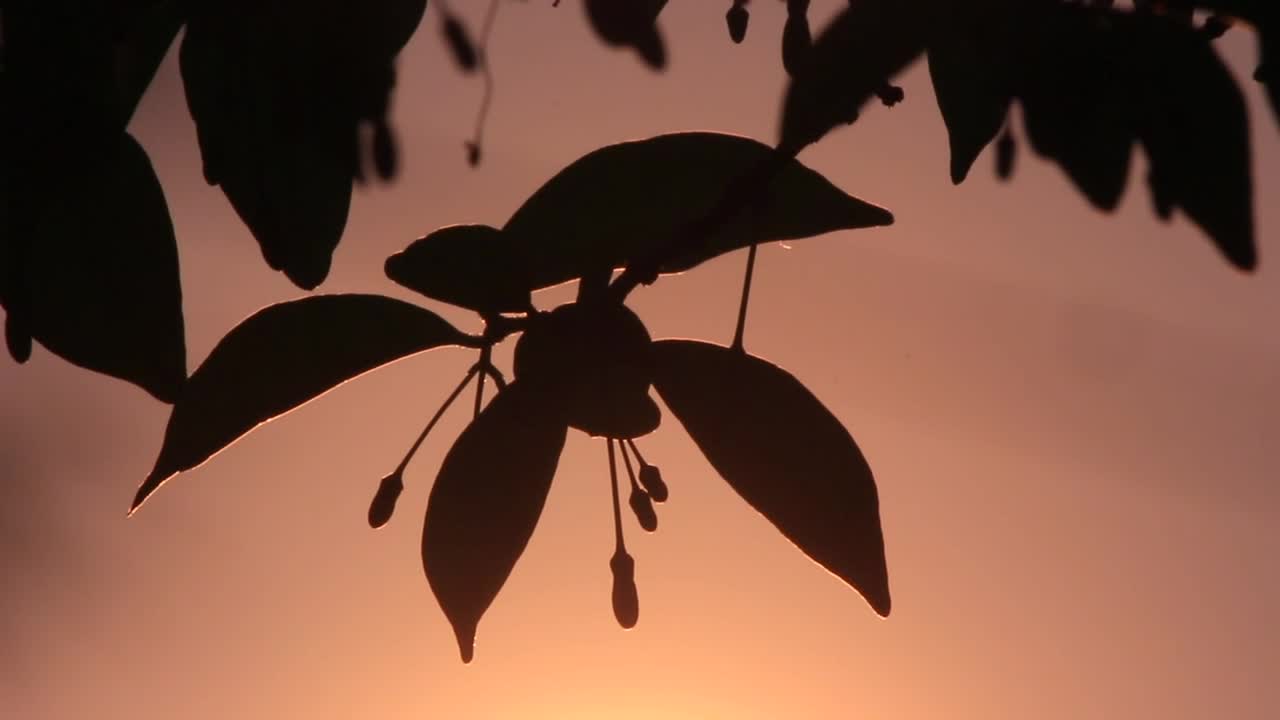 Download Free Video Stock Sunrise Behind A Leaf Silhouette Live Wallpaper