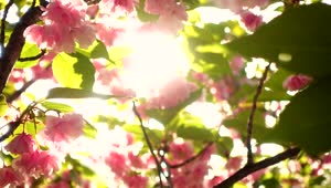 Download Free Video Stock sunshine through tree with flowers Live Wallpaper