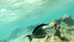 Download Free Video Stock surgeonfish swimming over coral Live Wallpaper
