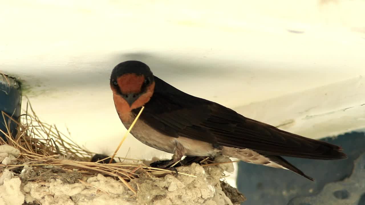 Download Free Video Stock swallow chicks in a nest Live Wallpaper