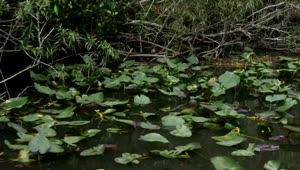 Download Free Video Stock swamp in a forest Live Wallpaper