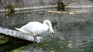 Download Free Video Stock swan in an artificial pond Live Wallpaper