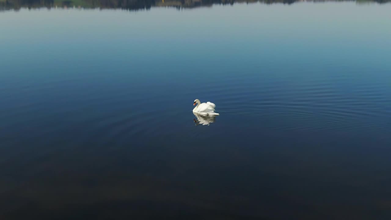 Download Free Video Stock swan swimming in a lake Live Wallpaper