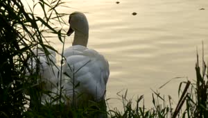 Download Free Video Stock swan swimming near the bank of a river Live Wallpaper