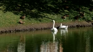 Download Free Video Stock swans and ducks in the lakeshore Live Wallpaper