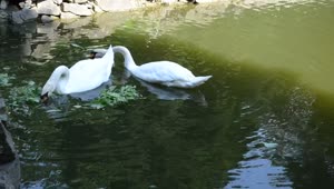 Download Free Video Stock swans feeding in a pond Live Wallpaper