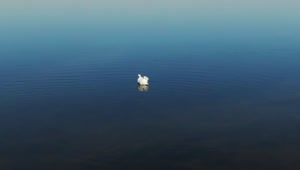 Download Free Video Stock swans searching for food Live Wallpaper