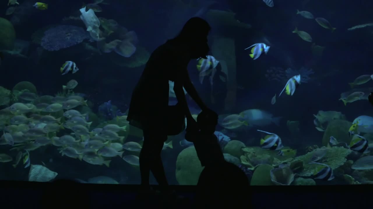 Download Free Video Stock taking photos in an oceanarium Live Wallpaper