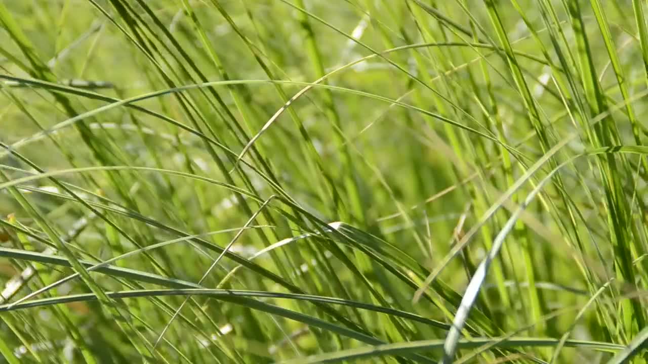 Download Free Video Stock tall grass by the side of the road Live Wallpaper