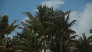 Download Free Video Stock tall palms in the wind Live Wallpaper