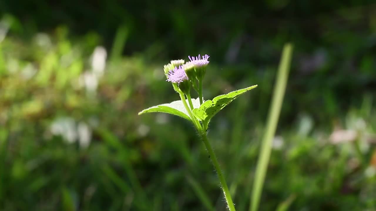 Download Free Video Stock tall purple flower Live Wallpaper