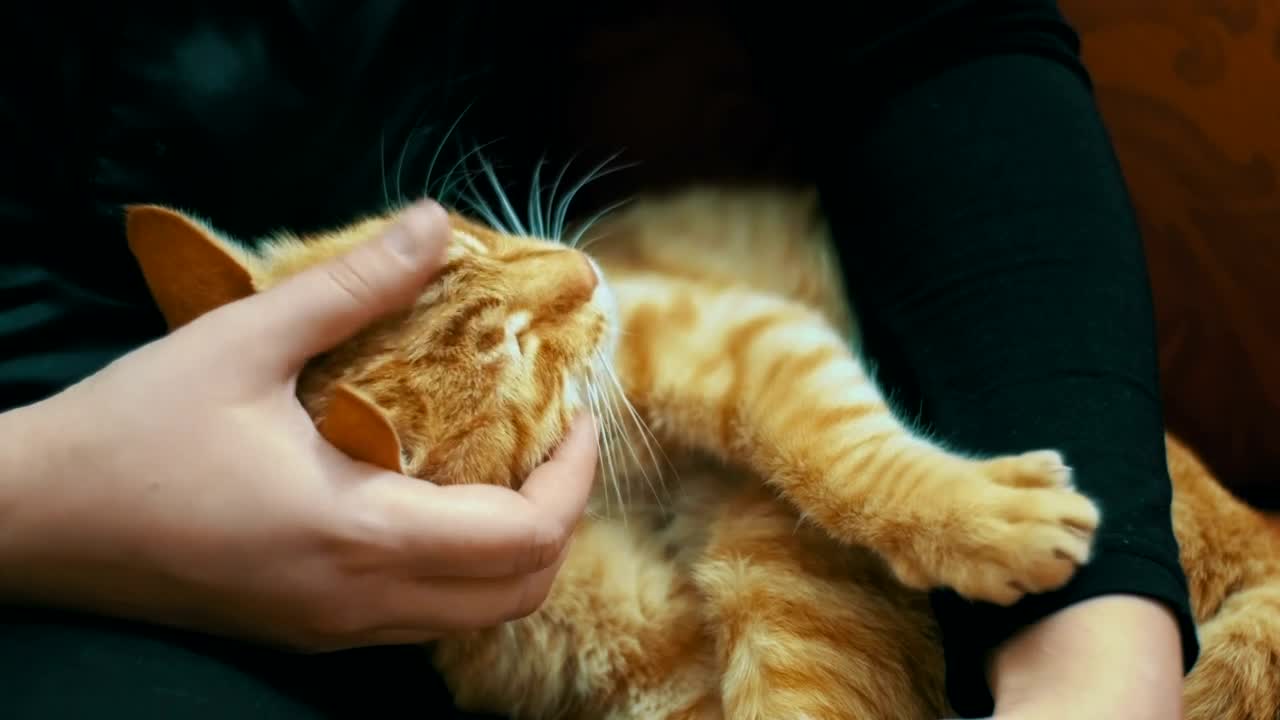 Download Free Video Stock tenderly stroking a cat Live Wallpaper