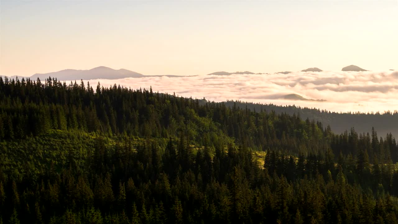 Download Free Video Stock the forest and mist in the morning Live Wallpaper