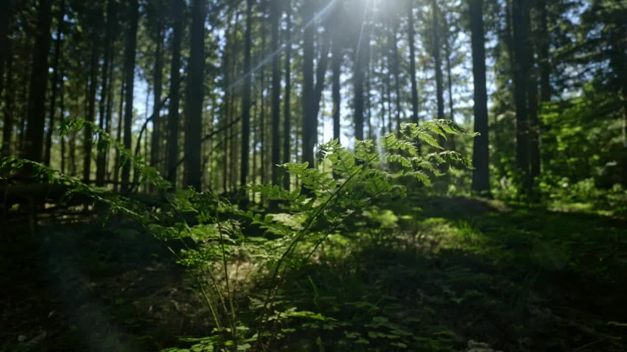 Download Free Video Stock the forest floor Live Wallpaper