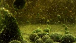 Download Free Video Stock thick green and bubbly liquid seen in detail Live Wallpaper