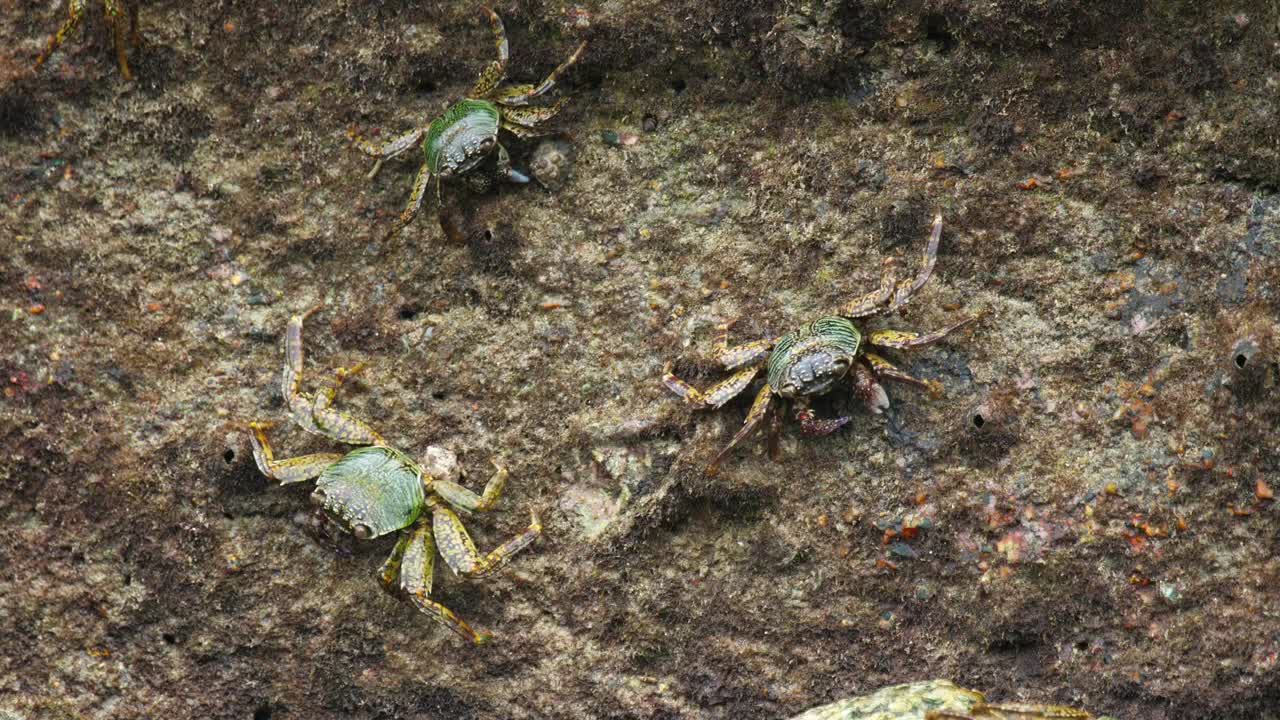 Download Free Video Stock three crabs on a rock at the beach Live Wallpaper