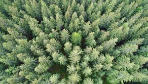 Download Free Video Stock tilt aerial shot in a pine forest near a village Live Wallpaper