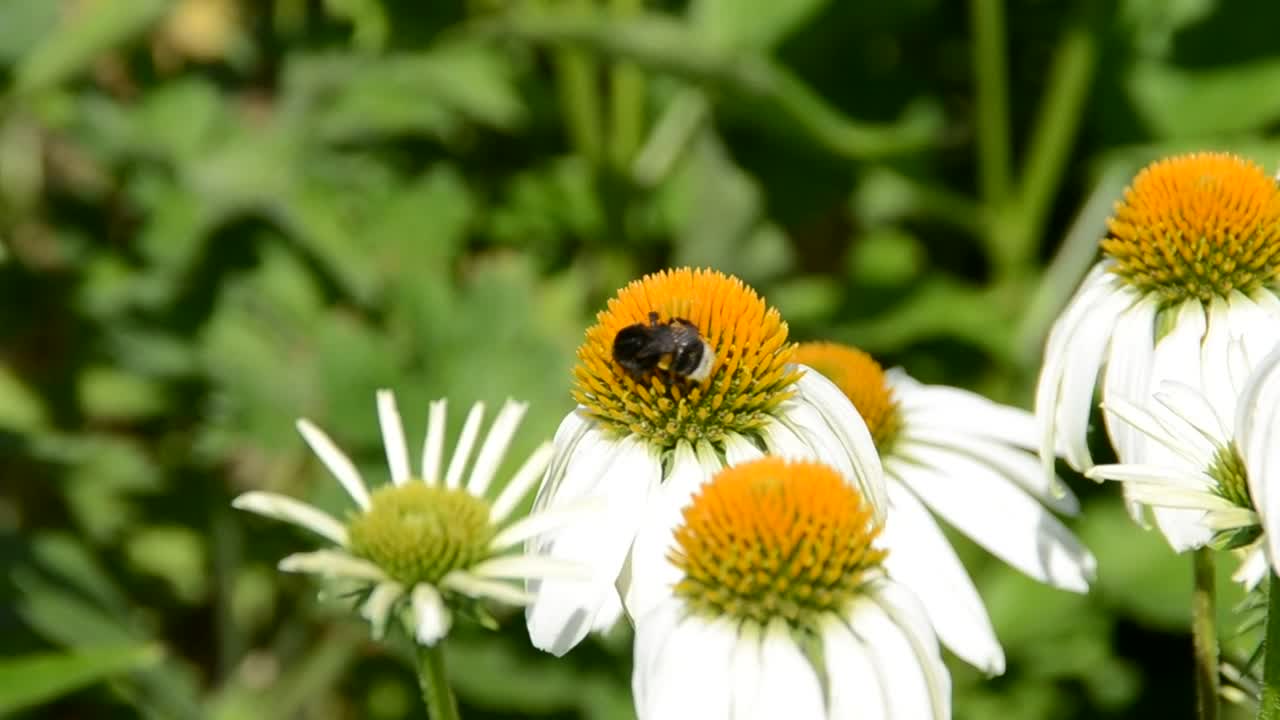 Download Free Video Stock tiny bumblebee on a flower Live Wallpaper