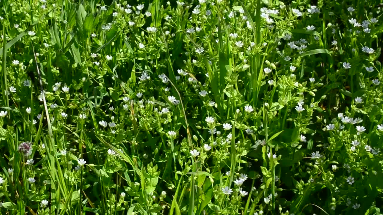 Download Free Video Stock tiny flowers growing in a field Live Wallpaper