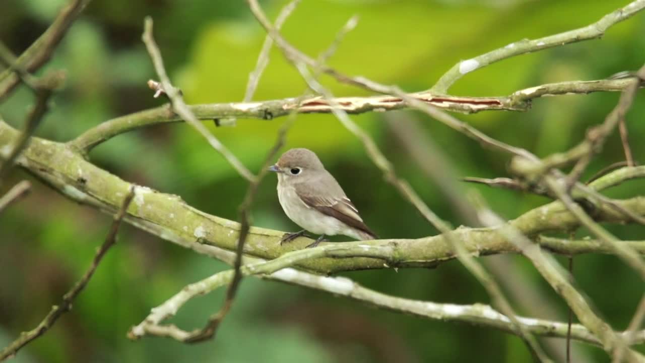 Download Free Video Stock tiny flycatcher on a branch Live Wallpaper