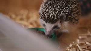 Download Free Video Stock tiny hedgehog eating from a bowl Live Wallpaper