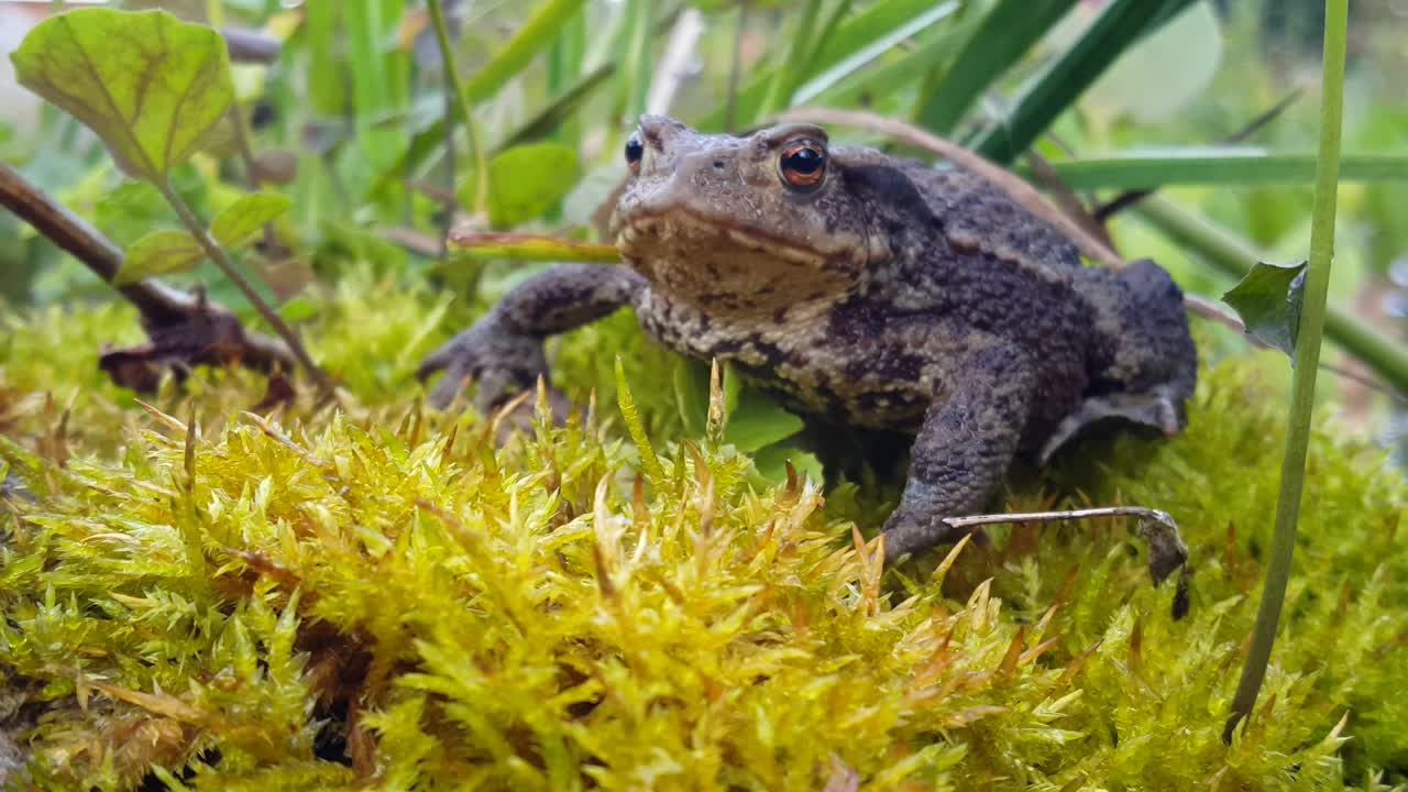 Download Free Video Stock toad in wet grass Live Wallpaper