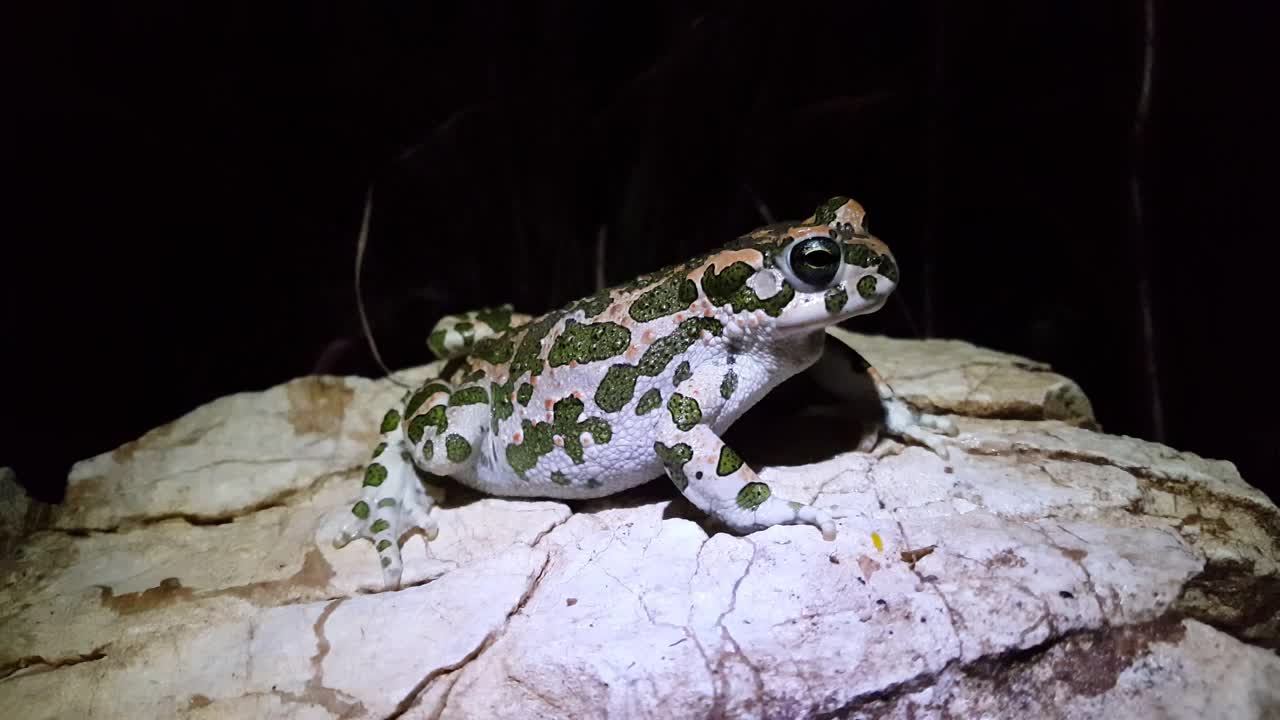 Download Free Video Stock toad with camouflage on a rock Live Wallpaper