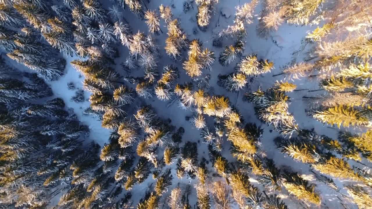 Download Free Video Stock top aerial shot of a snowy forest Live Wallpaper