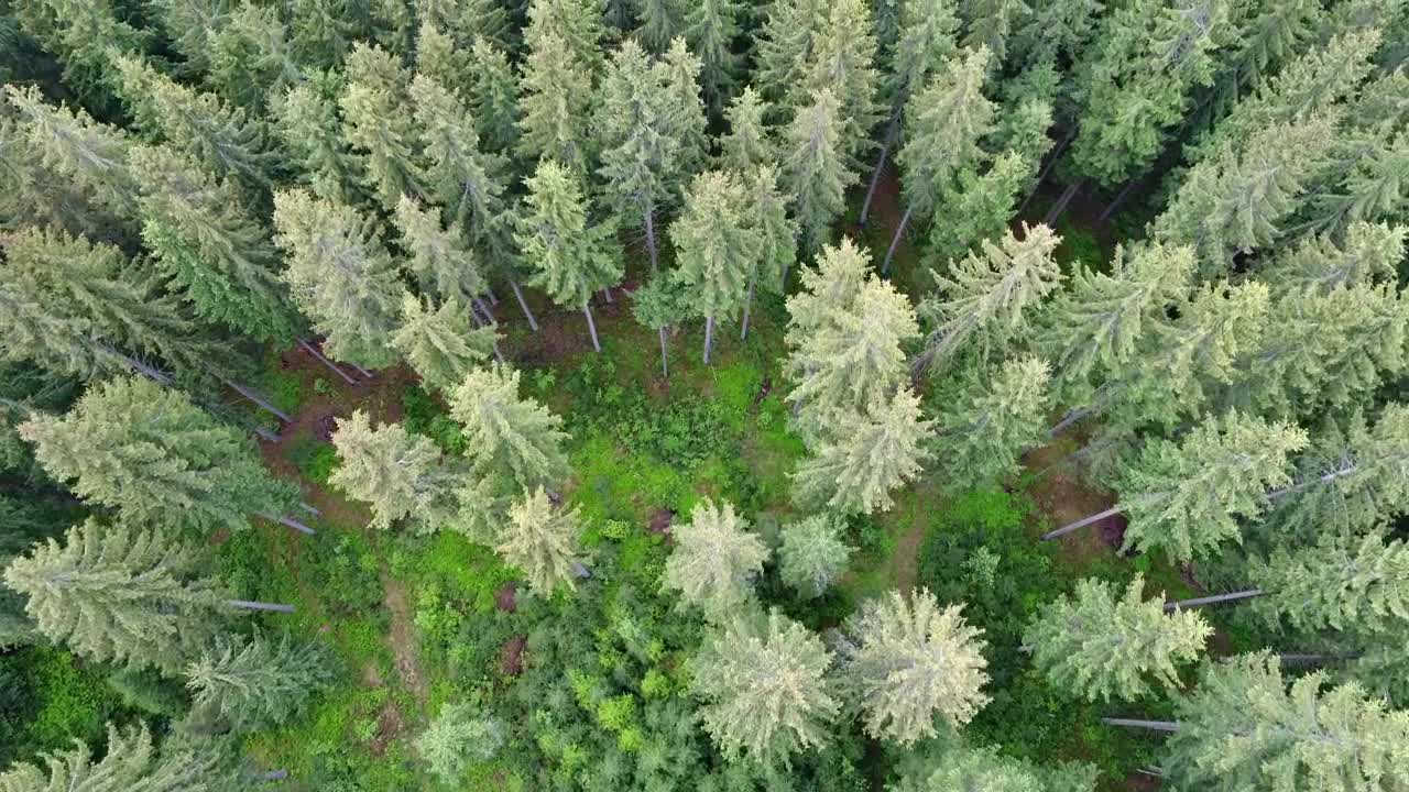 Download Free Video Stock top aerial shot of tall pine trees at a forest Live Wallpaper