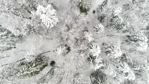 Download Free Video Stock top aerial walk over a white frozen forest Live Wallpaper