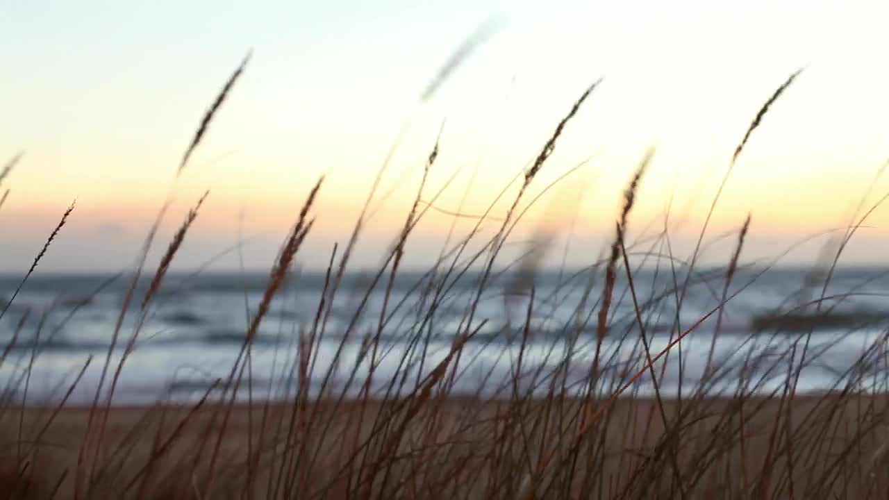 Download Free Stock Video Waves Reaching The Beach Behind Plants Live Wallpaper