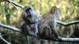 Download Free Stock Video Two Monkeys On A Tree In The Jungle Live Wallpaper
