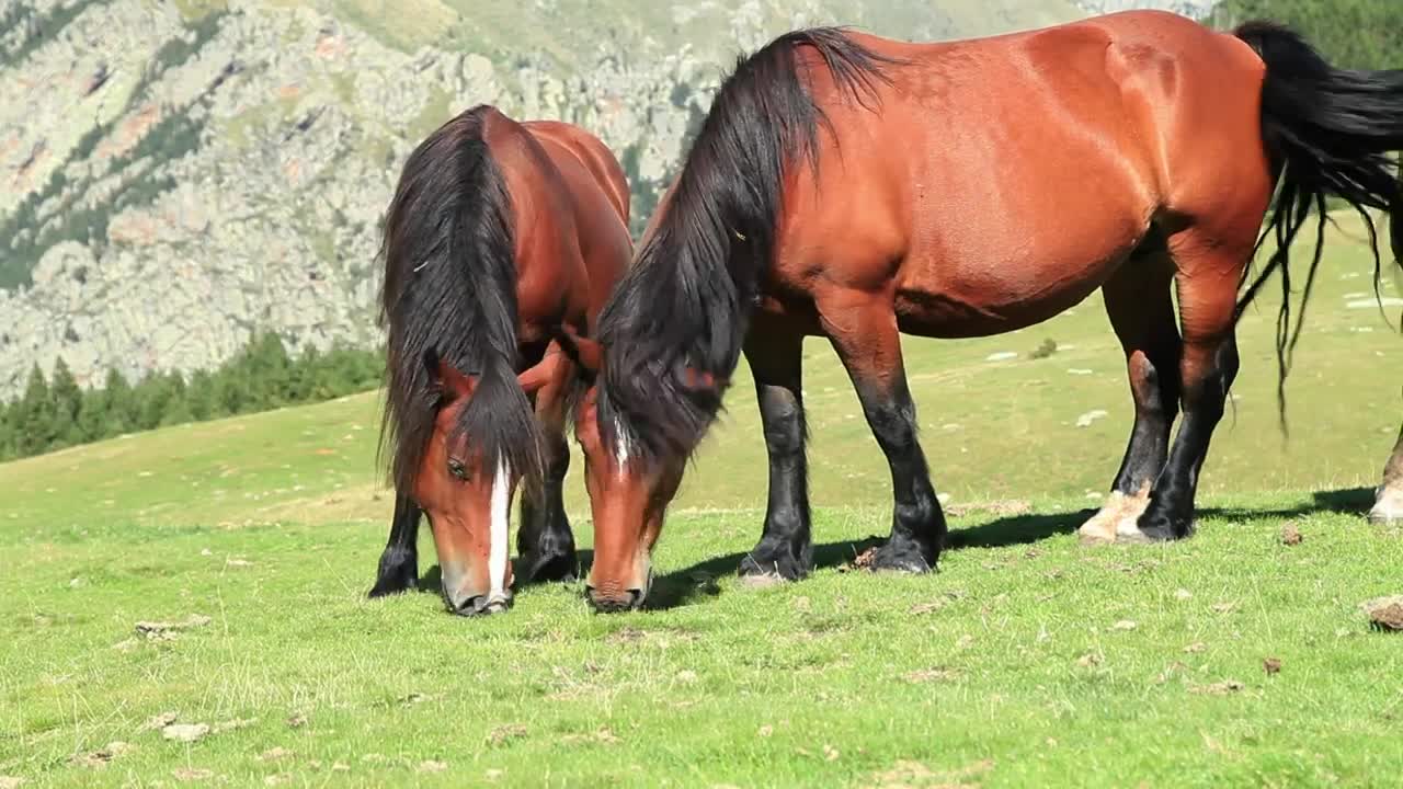 Download Free Stock Video Two Horses Feeding On Grass On A Hill Live Wallpaper