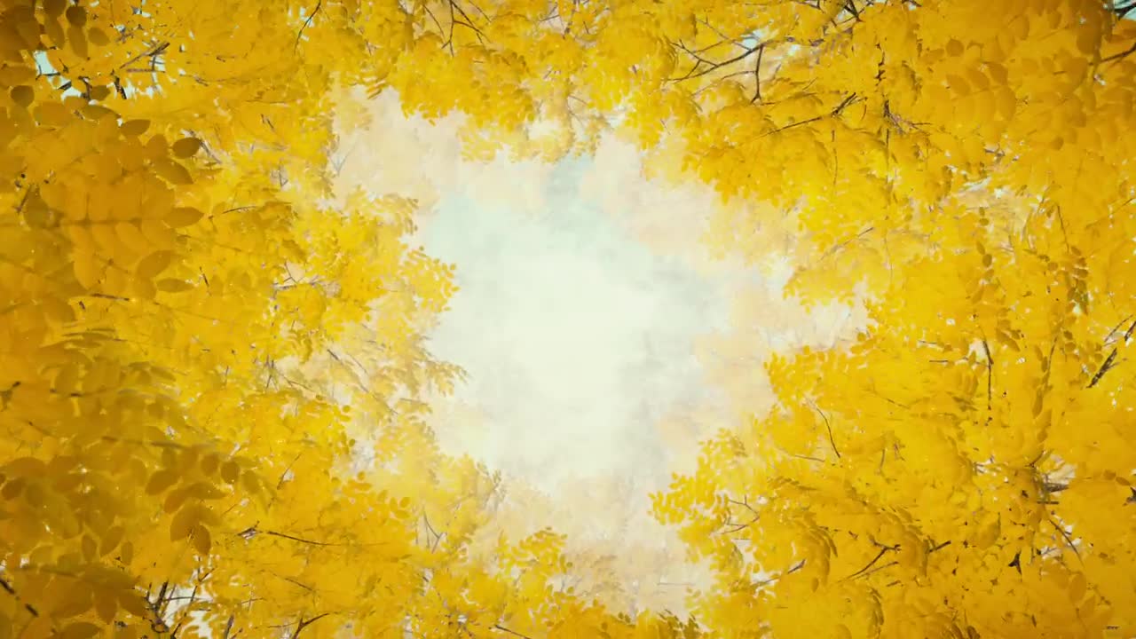 Download Free Stock Video Tunnel Of Yellow Leaves Of Trees In Autumn Live Wallpaper