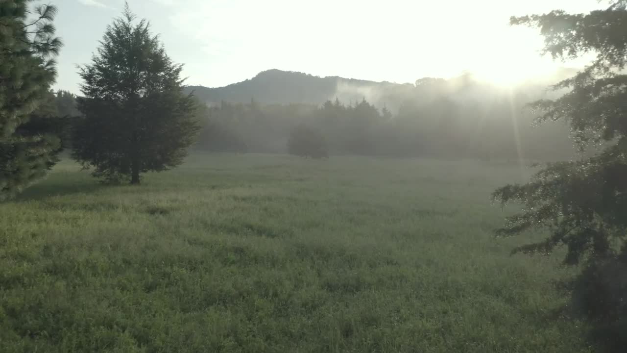 Download Free Stock Video Tree At The Center Of A Meadow In A Cloud Live Wallpaper