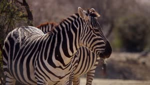 Download Free Stock Video Zebras Sunbathing In The Desert Live Wallpaper
