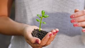 Download Free Stock Video Womans Hands Covering A Small Plant Live Wallpaper