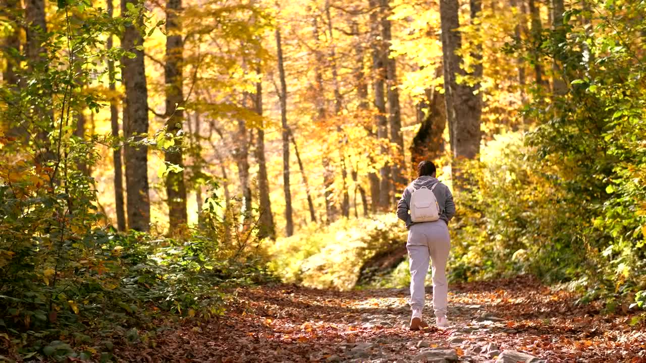 Download Free Stock Video Woman Taking A Walk In The Autumnal Forest Live Wallpaper