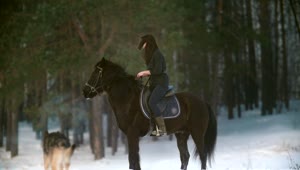 Download Free Stock Video Woman Riding A Horse In A Snowy Forest Live Wallpaper