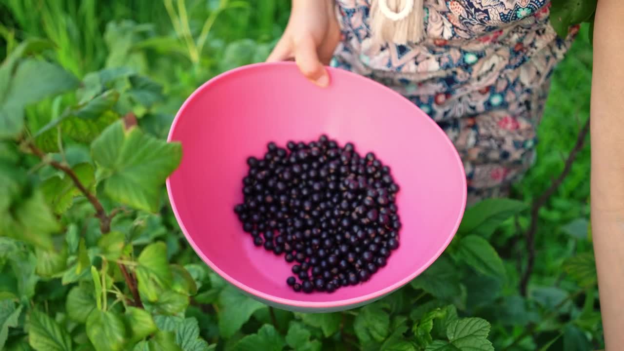 Download Free Stock Video Woman Picking Currant Berries Live Wallpaper