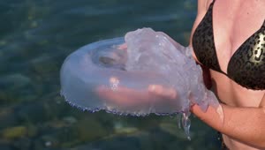 Download Free Stock Video Woman Holding A Large Jellyfish Live Wallpaper