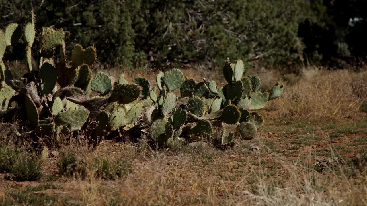 Download Free Stock Video Wild Cactus Plant On The Field Live Wallpaper