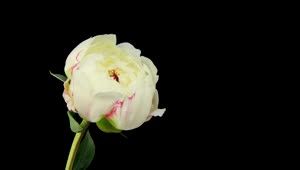 Download Free Stock Video White Rose Blooming On Black Background Live Wallpaper