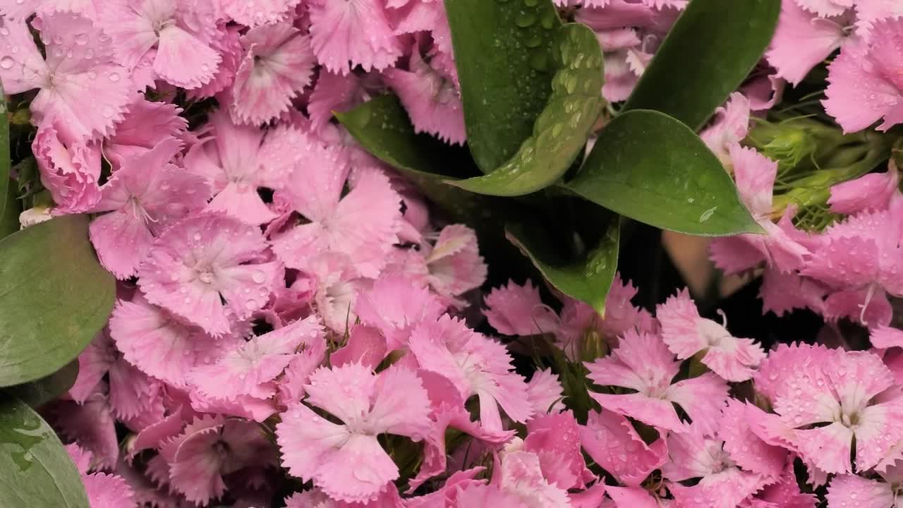 Download Free Stock Video Wet Pink Flowers Live Wallpaper