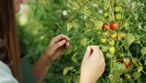 Download   Stock Footage Woman Checks Growth Of Tomatoes On Vine Live Wallpaper