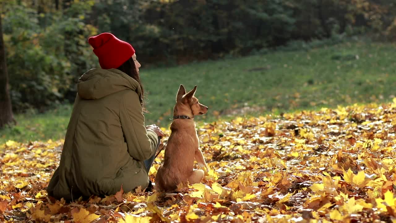 Download   Stock Footage Woman And Her Dog Outside Live Wallpaper