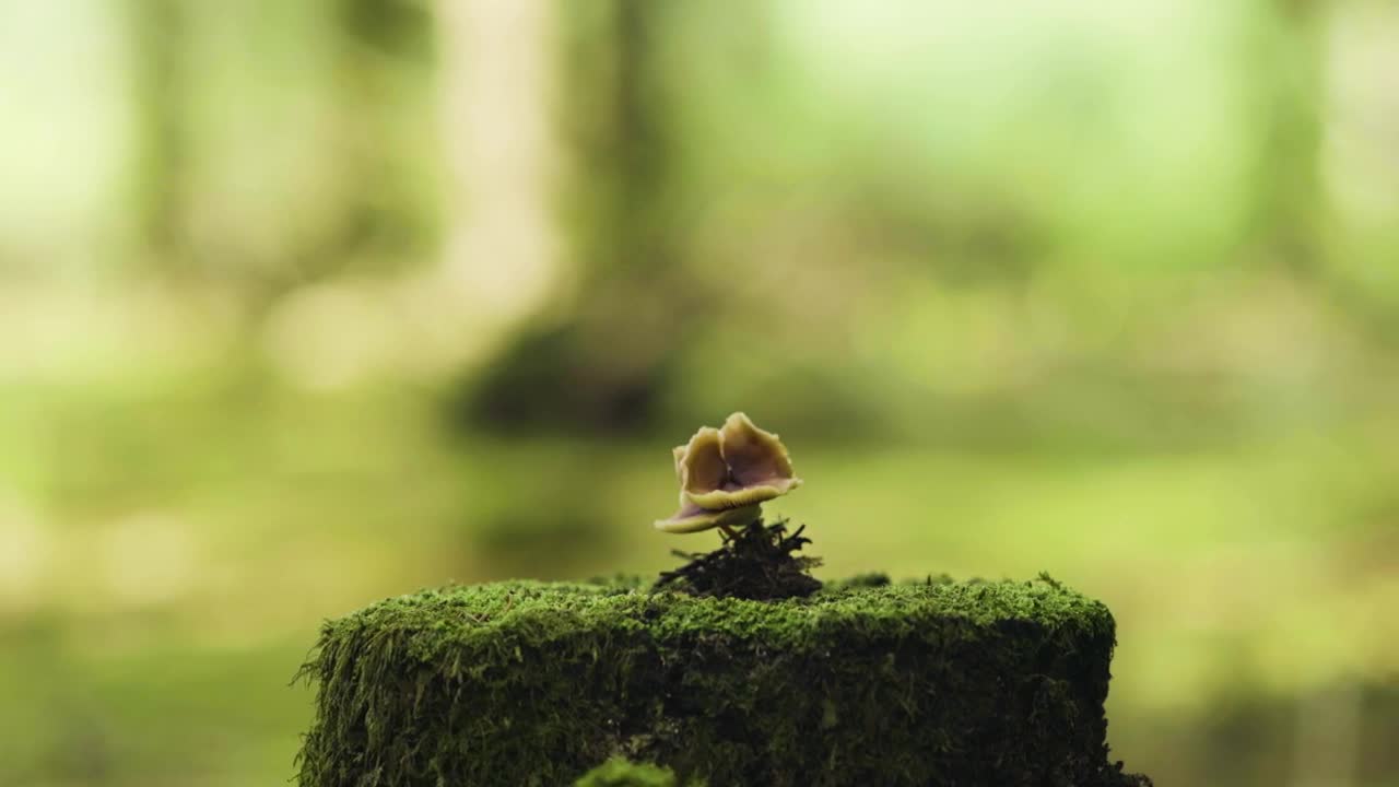 Download   Stock Footage Wild Mushroom Growing From A Tree Live Wallpaper